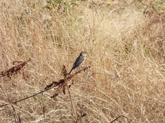 Saxicola maurus