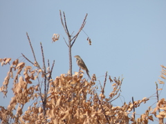 Emberiza buchanani