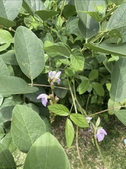 Canavalia ensiformis