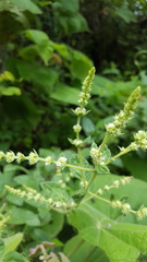 Asterohyptis stellulata