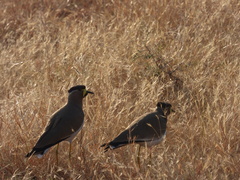 Vanellus malabaricus