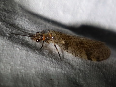 Archichauliodes guttiferus