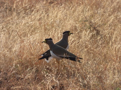 Vanellus malabaricus