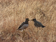 Vanellus malabaricus