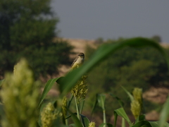 Motacilla flava