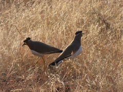 Vanellus malabaricus