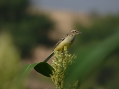 Motacilla flava