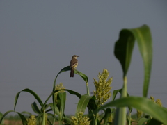 Motacilla flava