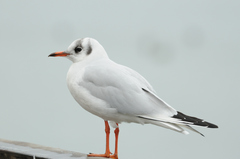 Chroicocephalus ridibundus