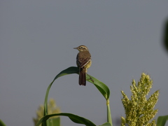 Motacilla flava
