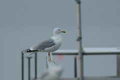 Larus cachinnans