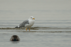 Larus michahellis
