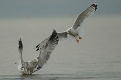 Larus michahellis
