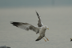 Larus michahellis
