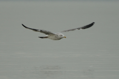 Larus michahellis