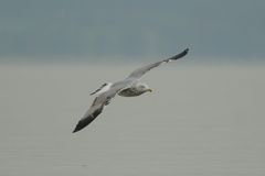 Larus michahellis