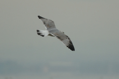 Larus michahellis