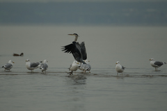 Ardea cinerea