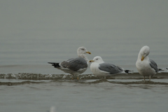 Larus michahellis
