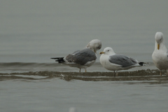 Larus michahellis
