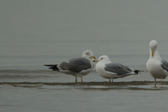 Larus michahellis