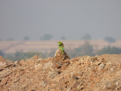 Merops orientalis