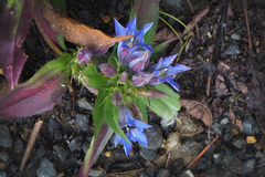 Gentiana scabra buergeri