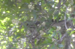 Eudynamys orientalis cyanocephalus