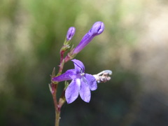 Lobelia urens
