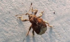 Hyperinae