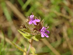 Thymus villosus