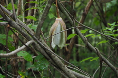 Akebia trifoliata