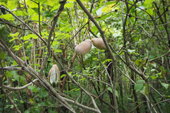 Akebia trifoliata