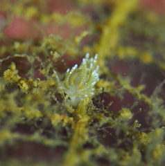 Rubramoena amoena