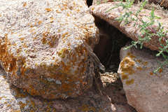 Sceloporus tristichus