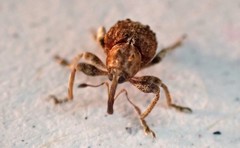 Hyperinae
