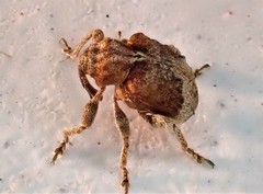 Hyperinae