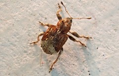 Hyperinae