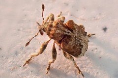 Hyperinae