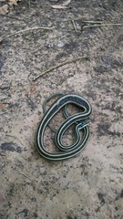 Thamnophis proximus orarius