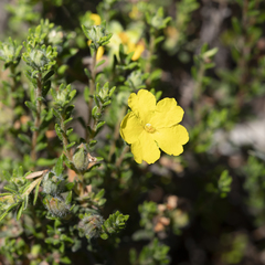 Hibbertia crinita