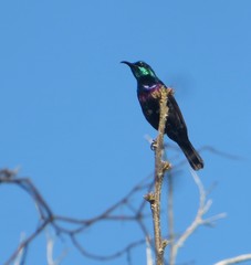 Cinnyris bifasciatus