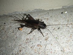 Teleogryllus oceanicus