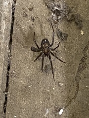 Steatoda
