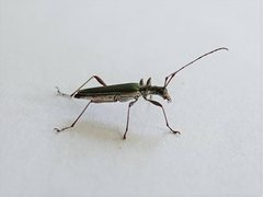 Calliprason sinclairi