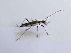 Calliprason sinclairi