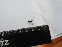 Calliprason sinclairi