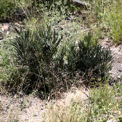 Macrozamia plurinervia