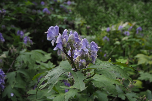 Aconitum jaluense iNat (1)