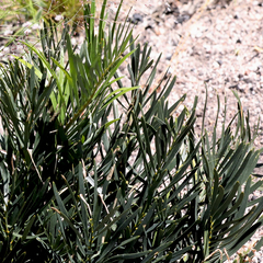 Macrozamia plurinervia